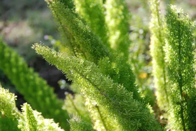 DSC_0019 (Large).JPG